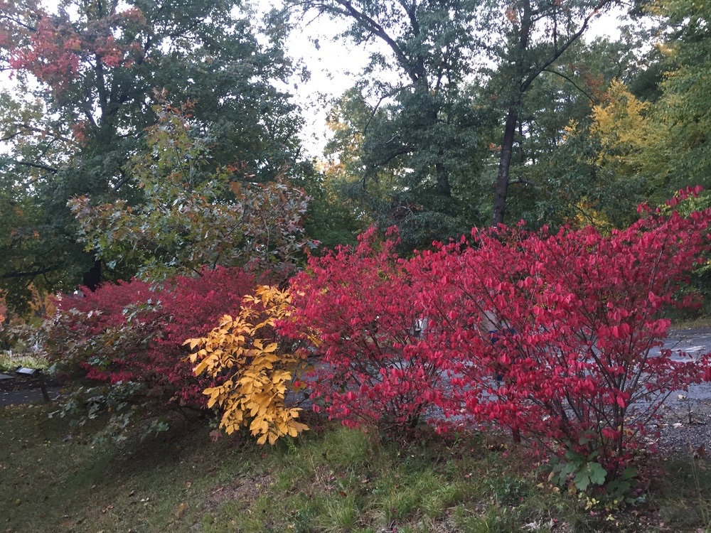 Red and gold autumn shrubs on the shrine grounds.