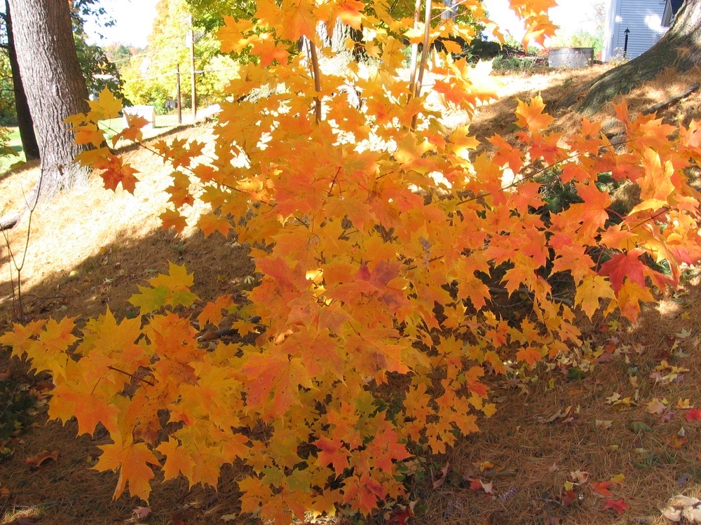 Maple leaves in autumn color on the shrine grounds.
